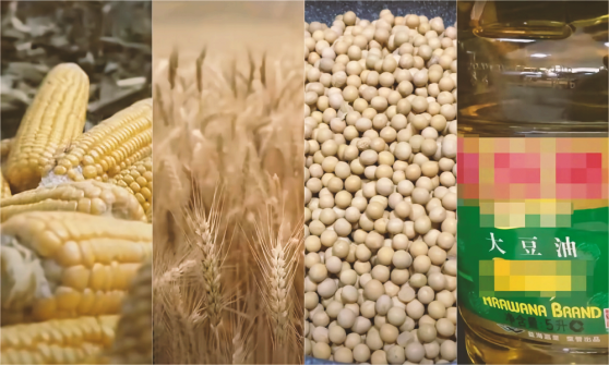 CBOT大豆、玉米、小麥合約技術分析