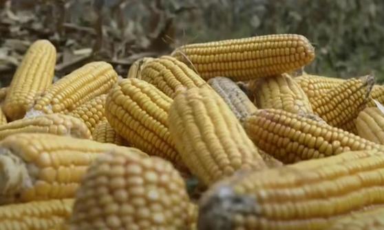中國玉米產量預計將在十年內超過需求