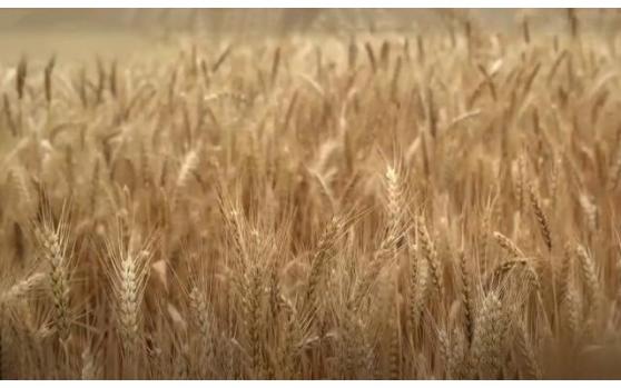 俄羅斯退出穀物出口協議，小麥價格飆升！俄是否改主意還不確定