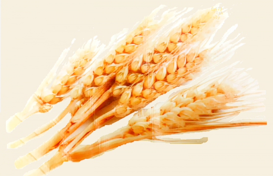 供應擔憂緩解，小麥價格進一步下跌