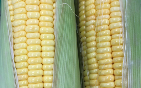 美國玉米種植面積高於預期，芝加哥玉米價格下跌