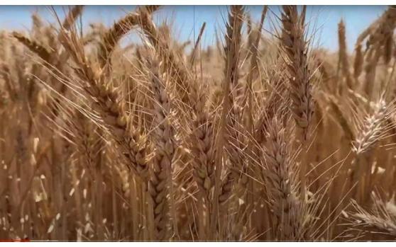 小麥跌幅擴大，大豆玉米也跟隨下跌！關注收成和新一輪種植進度