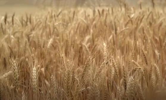 芝加哥小麥周度反彈，但仍創兩年來最大月度跌幅