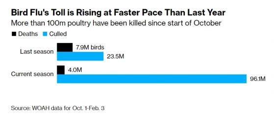 新冠疫情後的一場新災難：禽流感！“全球告別通貨膨脹”的劇本恐難上演